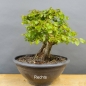 Preview: Orientalische Hainbuche - Carpinus orientalis R3